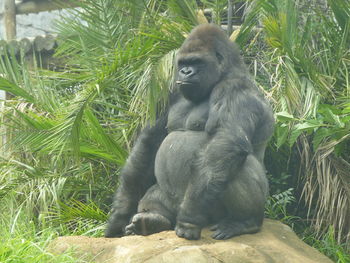 Close-up of monkey sitting outdoors