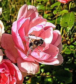 Close-up of butterfly on pink flower