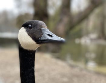 Close up canadian goose