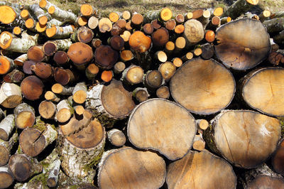 Full frame shot of logs in forest