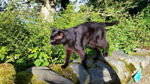 Cat standing on tree