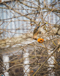 Low angle view of bird perching on branch