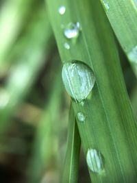 Close-up of raindrops on leaf