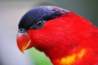 Close-up of red bird