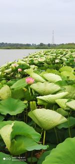 Close-up of lotus water lily in lake against sky