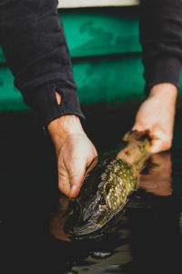 Close-up of hand holding fish