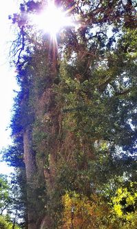 Low angle view of trees against sky