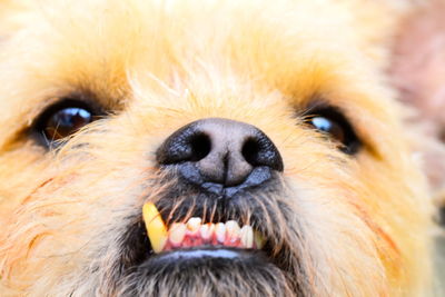 Close-up of friendly looking dog with open mouth 