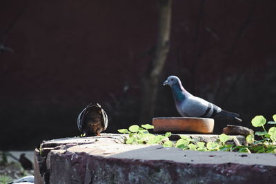 Close-up of bird perching on retaining wall