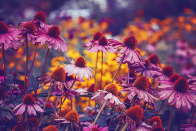 Close-up of purple flowering plants