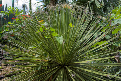 Full frame shot of plant on field