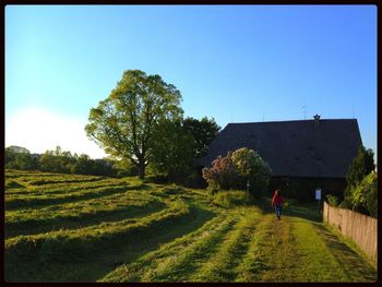 Trees on grassy field against clear sky