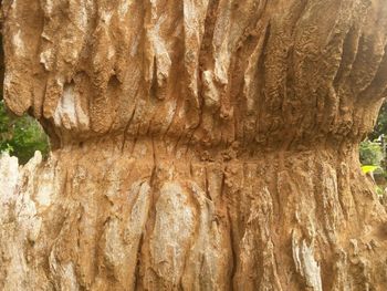 Full frame shot of tree trunk