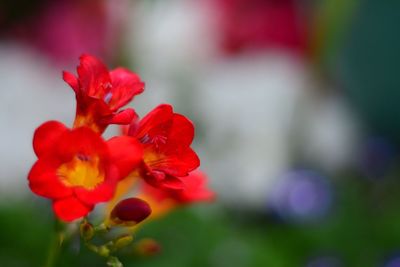 Close-up of red flower blooming outdoors