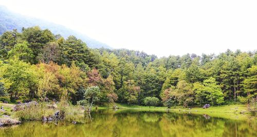 Scenic view of trees in lake