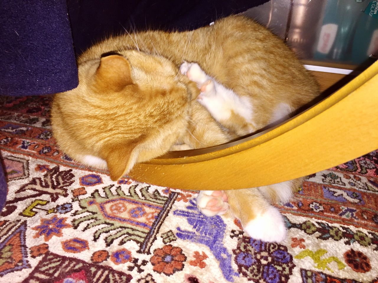 CLOSE-UP OF GINGER CAT ON BLANKET