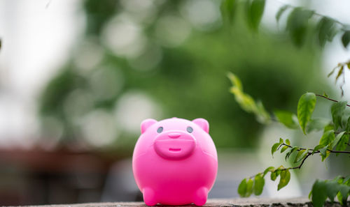 Close-up of pink toy