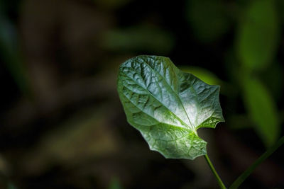 Close-up of leaf, wild betel