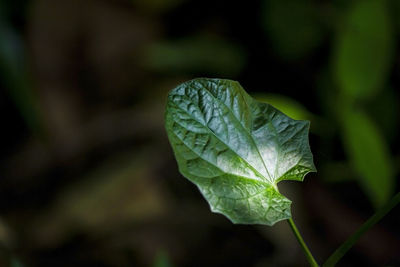 Close-up of leaf