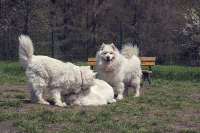 Sheep standing in a farm