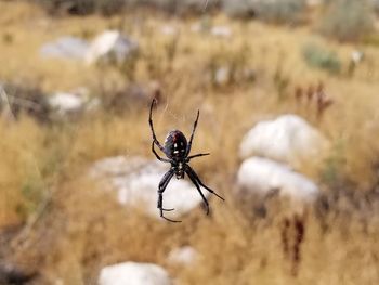 Close-up of spider