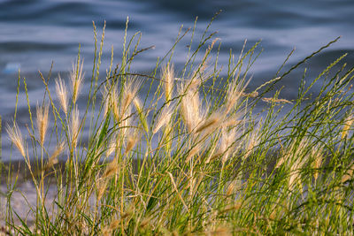 Close-up of grass on field against sky
