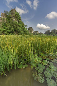 Plants growing on field by lake against sky