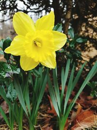 Close-up of yellow flower blooming outdoors