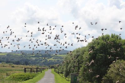 Flock of birds flying in the sky