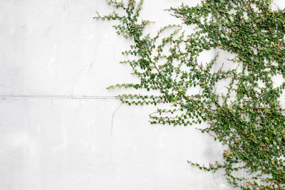 Plants growing on a tree