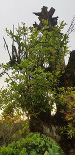 Low angle view of tree against clear sky
