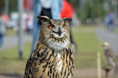 Close-up portrait of owl