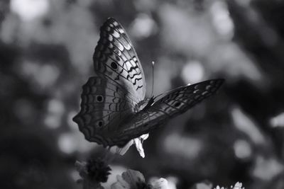 Close-up of butterfly pollinating flower