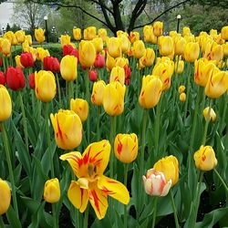 Close-up of tulips blooming in field