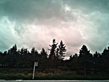 Low angle view of trees in forest against sky