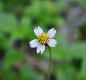 Close-up of fresh white flower blooming outdoors