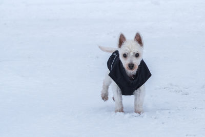 Portrait of dog on snow field