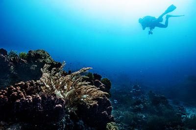 Scuba diving in sea