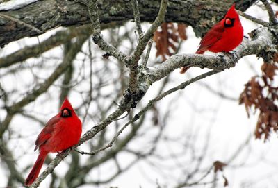 Northern cardinal birds perching on branch during winter