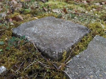 Close-up high angle view of grass