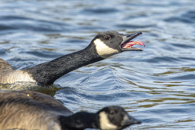 Close-up of duck swimming in lake