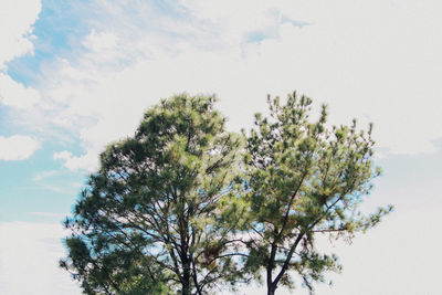 Low angle view of trees against sky