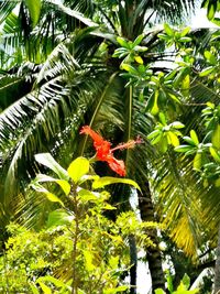 View of bird on plant