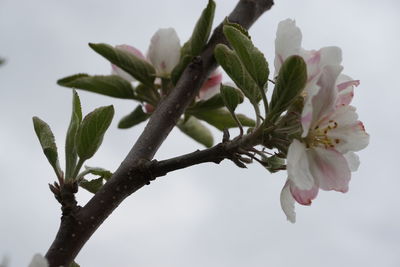 Close-up of flower tree against sky