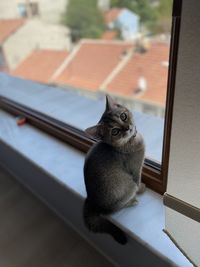 Cat sitting on window sill