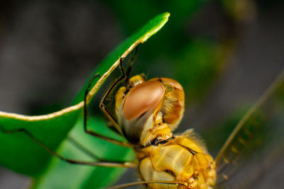 Close-up of insect