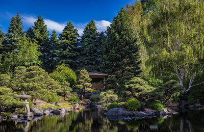 Trees by lake in forest against sky