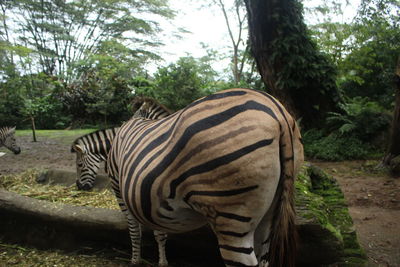 Zebras in a field
