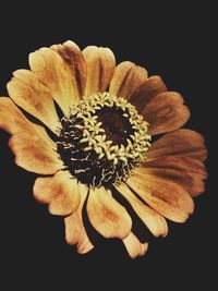 Close-up of flower blooming against black background