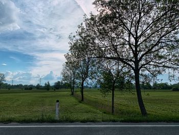 Trees on field against sky